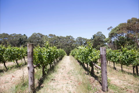Mount Macedon Winery - Internet Find 1