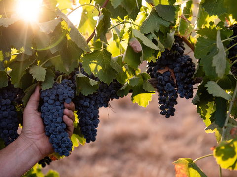 Printhie Wines - Qld Realsetate 2