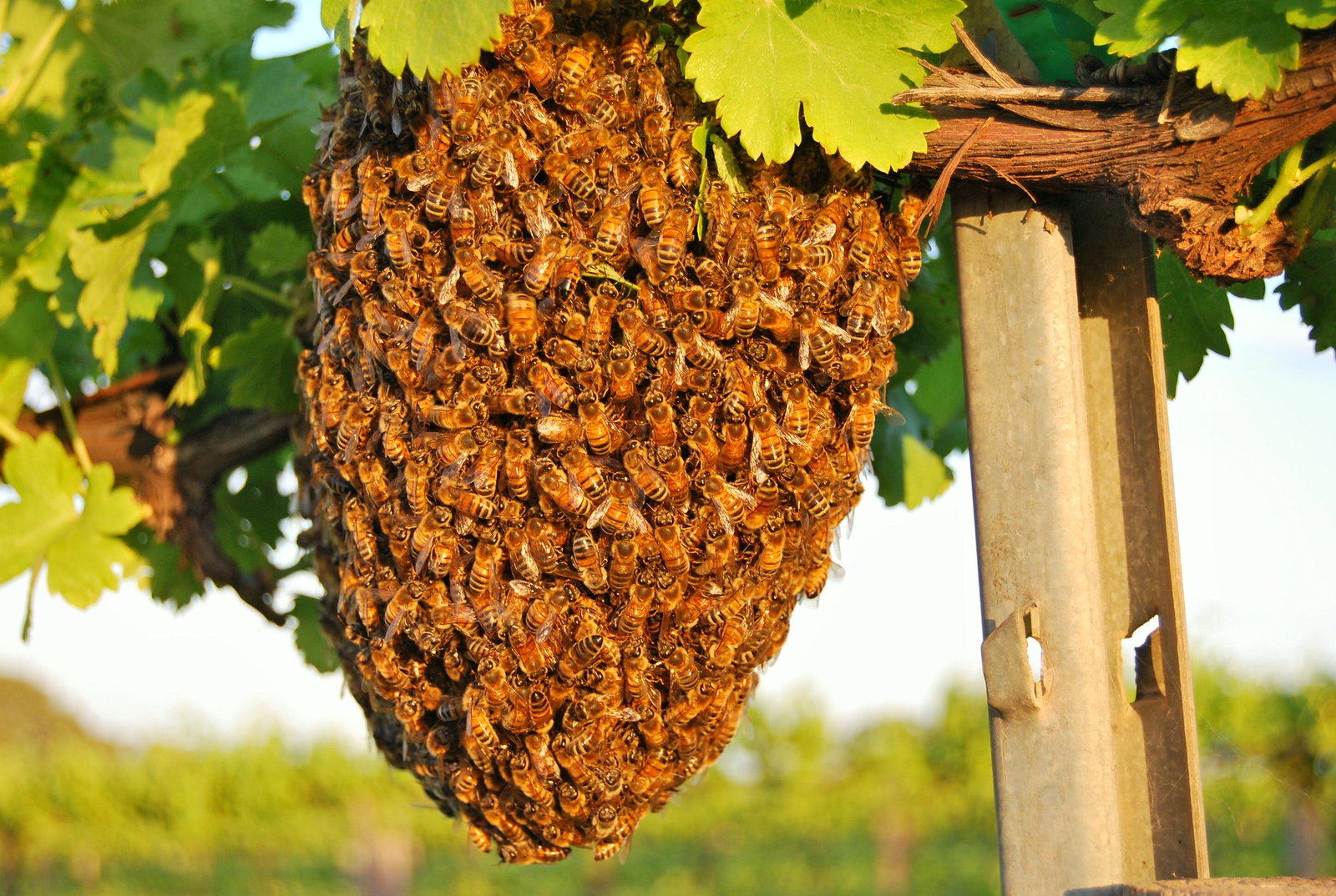 New Residence SA Internet Find