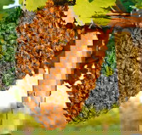 Whistling Kite Biodynamic Wines - Swimm