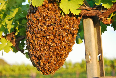 Whistling Kite Biodynamic Wines - Swimm 0