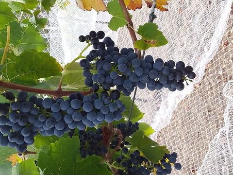 Clayfield Wines - Internet Find 1