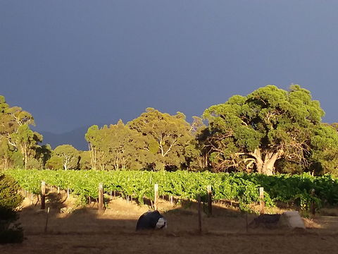 Clayfield Wines - Internet Find 2