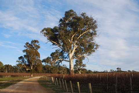 Elysian Springs - Renee 1