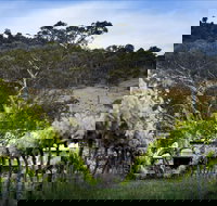 Mount Majura Vineyard - Qld Realsetate