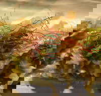 Goldfields Cafe  Bar - Qld Realsetate