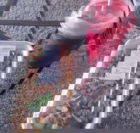 Little Shop of Plenty - Qld Realsetate