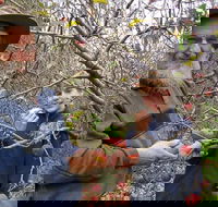 Pine Crest Orchard - Renee