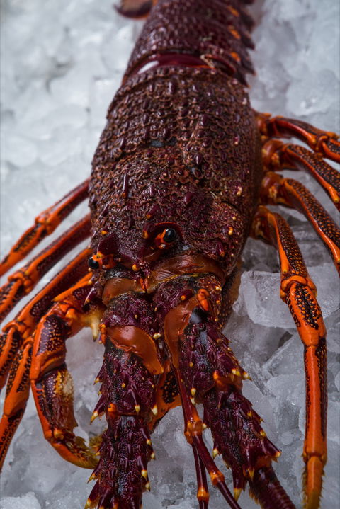 Lobster Shack Tasmania - Renee 0