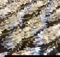 Wonderland Emporium - Internet Find