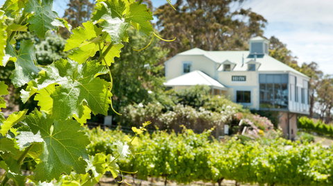 Hahndorf Hill Winery - Swimm 2