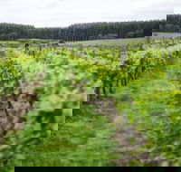 Suffoir Winery Brewery and Cidery - Internet Find