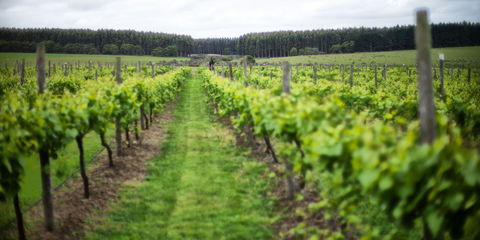Suffoir Winery, Brewery And Cidery - Internet Find 0