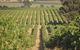 John Gehrig Wines Rutherglen - thumb 2