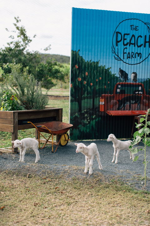 The Peach Farm - Renee 2