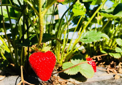 The Big Strawberry - Swimm 2