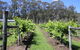 Woongooroo Estate Winery - thumb 0