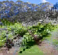 Woongooroo Estate Winery - Swimm
