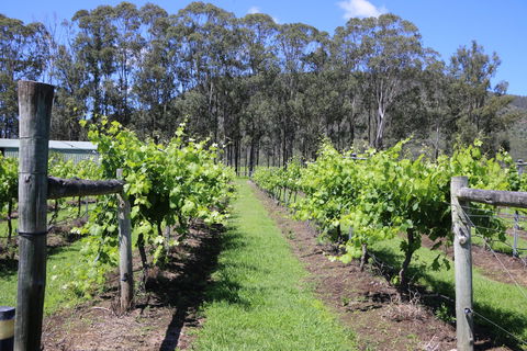 Woongooroo Estate Winery - Swimm 0