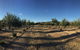 Red Rock Olives - thumb 1