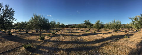 Red Rock Olives - Internet Find 1