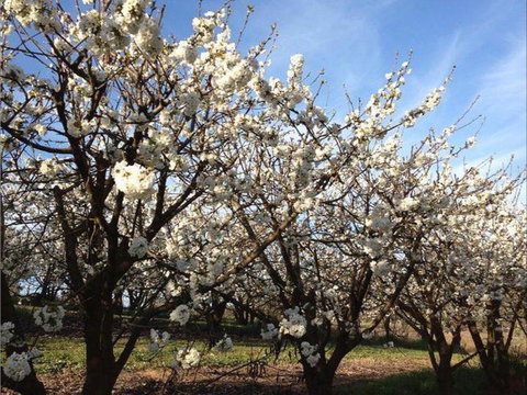 Allambie Orchard And Cafe - Renee 0