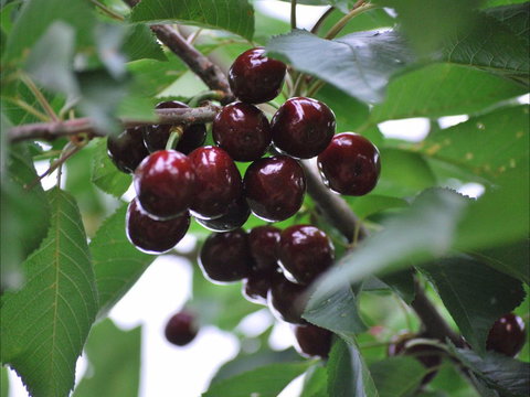 Allambie Orchard And Cafe - Renee 1