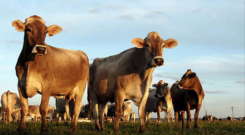 Hunter Belle Cheese - Renee 1