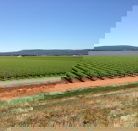 Melange Wines - Renee