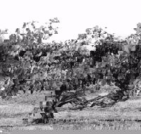 Smallfry wines cellar door - Renee