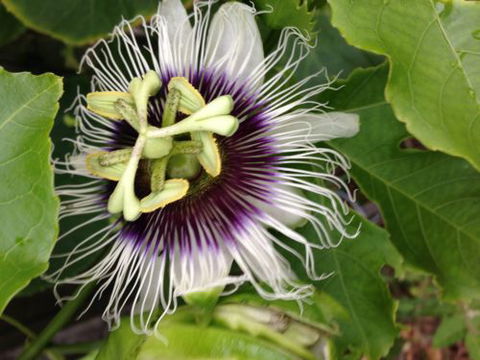 Essence Natural Therapy & Dispensary - Renee 2