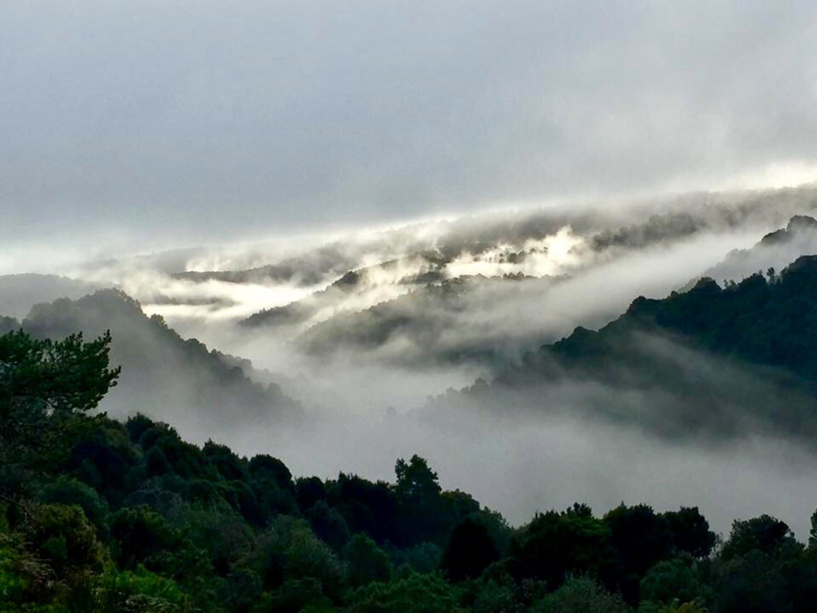 Food Delivery Waratah NSW Qld Realsetate