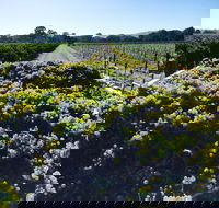 Willows Vineyard - Internet Find