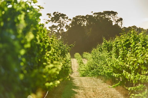 Cape Mentelle Vineyards - Renee 2