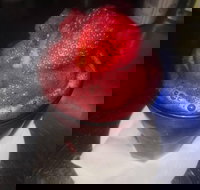 Rene's Restaurant and Pizzeria - Renee