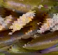 Sandy Creek Olives and Finger Limes - Renee