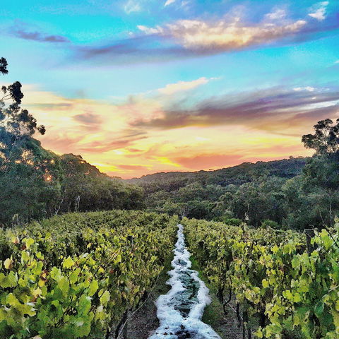 Between The Vines Cellar Door - Petrol Stations 0