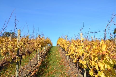 Between The Vines Cellar Door - Petrol Stations 1
