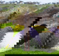 Hart of the Barossa - Qld Realsetate