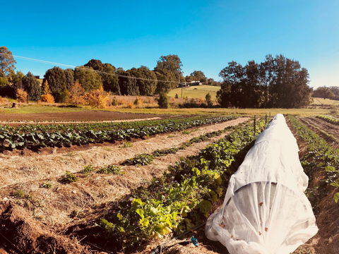 Synchronicity Farm - Renee 0