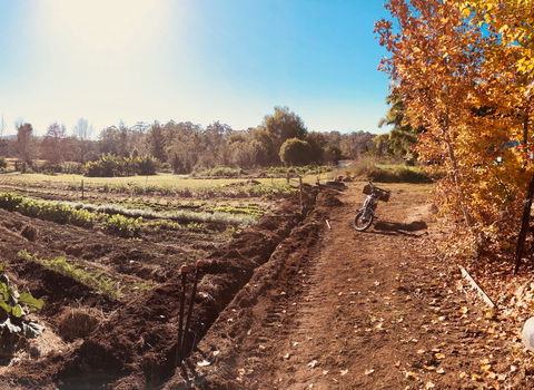 Synchronicity Farm - Renee 1