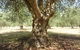 Lentara Grove - thumb 0