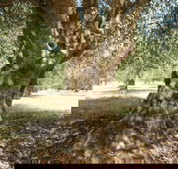 Lentara Grove - Internet Find