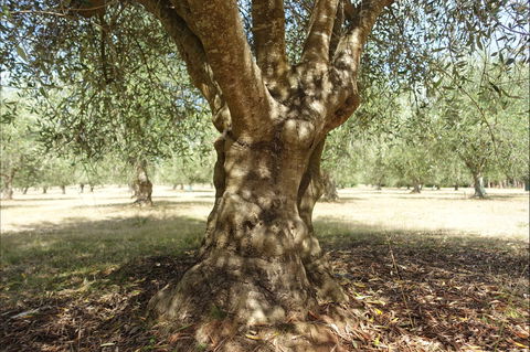 Lentara Grove - Internet Find 0