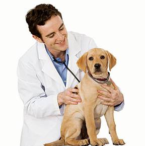 HIGHLANDS VETERINARY GROUP - Renee 1