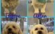 Maraboon Pet Resort - thumb 4