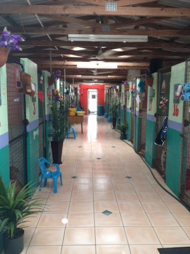 Dog Cat Clipping Washing Grooming Hervey Bay QLD Renee