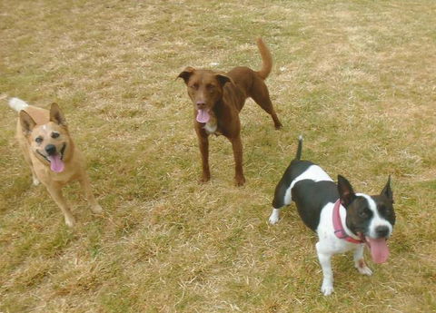 Hillcrest Pet Resort - Renee 4