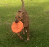 Newcastle K9 Centre - Renee