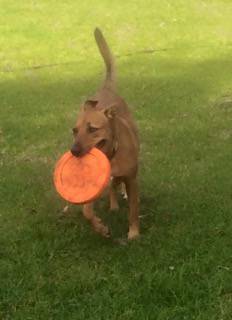 Newcastle K9 Centre - Renee 0